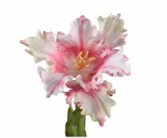 Silk-ka kunsttak tulp 71cm roze, wit - afbeelding 2