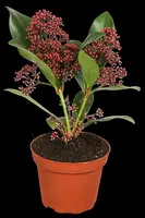 Skimmia japonica 'Rubella' (Skimmia 'Rubella') - afbeelding 1
