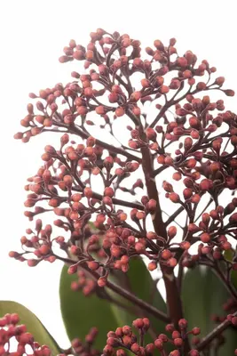 Skimmia japonica 'Rubella' (Skimmia 'Rubella') - afbeelding 8