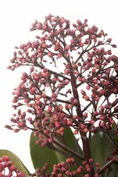 Skimmia japonica 'Rubella' (Skimmia 'Rubella') - afbeelding 8