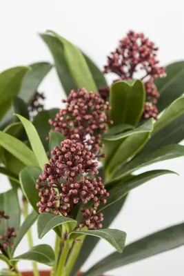 Skimmia japonica 'Rubella' (Skimmia 'Rubella') - afbeelding 10