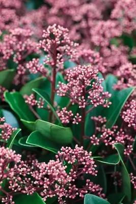 Skimmia japonica 'Rubella' (Skimmia 'Rubella') - afbeelding 19