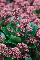 Skimmia japonica 'Rubella' (Skimmia 'Rubella') - afbeelding 19