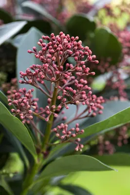Skimmia japonica 'Rubella' (Skimmia 'Rubella') - afbeelding 20