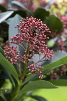 Skimmia japonica 'Rubella' (Skimmia 'Rubella') - afbeelding 20