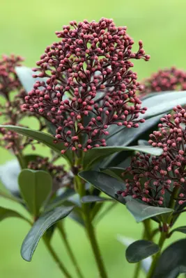 Skimmia japonica 'Rubella' (Skimmia 'Rubella') - afbeelding 24