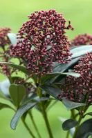 Skimmia japonica 'Rubella' (Skimmia 'Rubella') - afbeelding 24