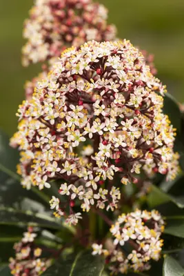 Skimmia japonica 'Rubella' (Skimmia 'Rubella') - afbeelding 26