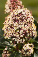 Skimmia japonica 'Rubella' (Skimmia 'Rubella') - afbeelding 26