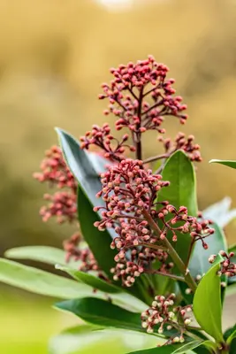 Skimmia japonica 'Rubella' (Skimmia 'Rubella') - afbeelding 28