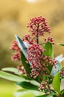 Skimmia japonica 'Rubella' (Skimmia 'Rubella') - afbeelding 28