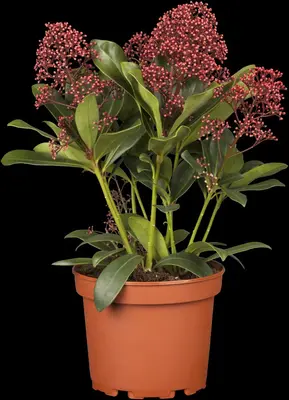 Skimmia japonica 'Rubella' (Skimmia 'Rubella') - afbeelding 6