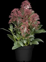 Skimmia japonica 'Rubella' (Skimmia 'Rubella') - afbeelding 17