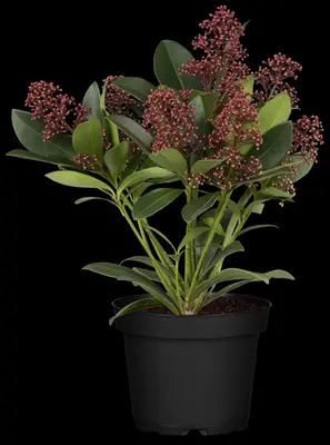 Skimmia japonica 'Rubella' (Skimmia 'Rubella') - afbeelding 30