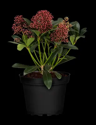 Skimmia japonica 'Rubella' (Skimmia 'Rubella') - afbeelding 31