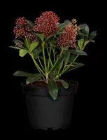 Skimmia japonica 'Rubella' (Skimmia 'Rubella') - afbeelding 31