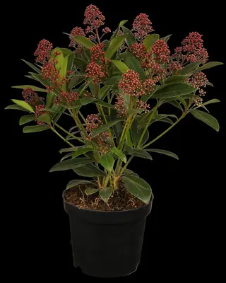Skimmia japonica 'Rubella' (Skimmia 'Rubella') - afbeelding 4