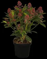 Skimmia japonica 'Rubella' (Skimmia 'Rubella') - afbeelding 4