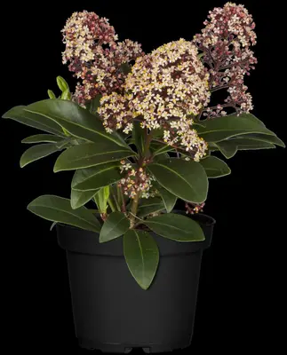 Skimmia japonica 'Rubella' (Skimmia 'Rubella') - afbeelding 27