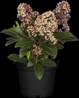 Skimmia japonica 'Rubella' (Skimmia 'Rubella') - afbeelding 27