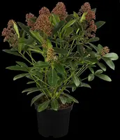 Skimmia japonica 'Rubella' (Skimmia 'Rubella') - afbeelding 3