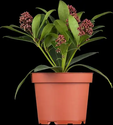 Skimmia japonica 'Rubella' (Skimmia 'Rubella') - afbeelding 5