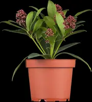 Skimmia japonica 'Rubella' (Skimmia 'Rubella') - afbeelding 5