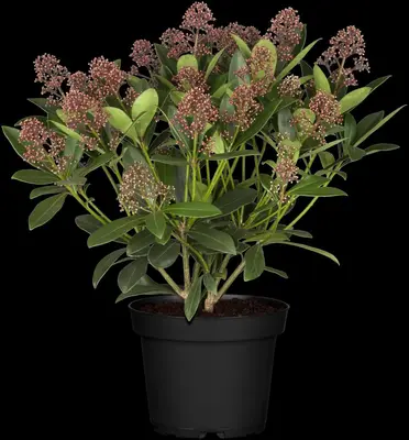 Skimmia japonica 'Rubella' (Skimmia 'Rubella') - afbeelding 15