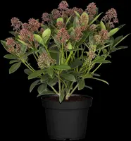 Skimmia japonica 'Rubella' (Skimmia 'Rubella') - afbeelding 15