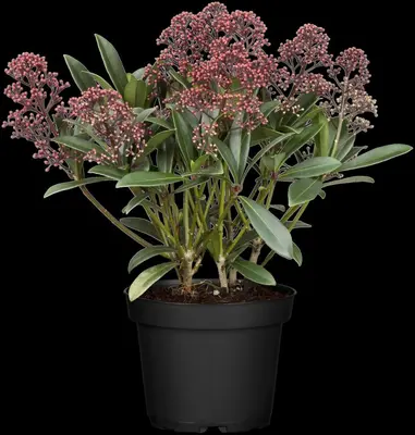 Skimmia japonica 'Rubella' (Skimmia 'Rubella') - afbeelding 16