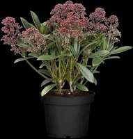 Skimmia japonica 'Rubella' (Skimmia 'Rubella') - afbeelding 16