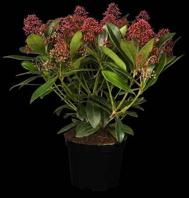 Skimmia japonica 'Rubella' (Skimmia 'Rubella') - afbeelding 2