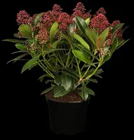 Skimmia japonica 'Rubella' (Skimmia 'Rubella') - afbeelding 2