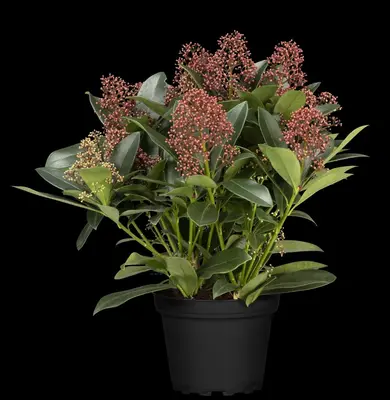 Skimmia japonica 'Rubella' (Skimmia 'Rubella') - afbeelding 32
