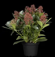 Skimmia japonica 'Rubella' (Skimmia 'Rubella') - afbeelding 32