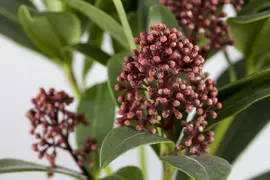 Skimmia japonica 'Rubella' (Skimmia 'Rubella') - afbeelding 9