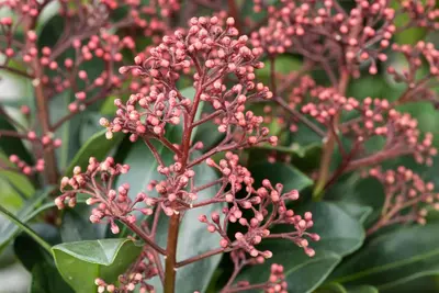 Skimmia japonica 'Rubella' (Skimmia 'Rubella') - afbeelding 11