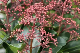 Skimmia japonica 'Rubella' (Skimmia 'Rubella') - afbeelding 11