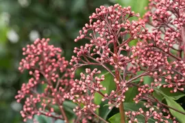 Skimmia japonica 'Rubella' (Skimmia 'Rubella') - afbeelding 12