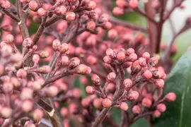 Skimmia japonica 'Rubella' (Skimmia 'Rubella') - afbeelding 13