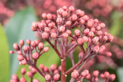 Skimmia japonica 'Rubella' (Skimmia 'Rubella') - afbeelding 14
