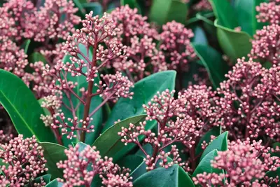 Skimmia japonica 'Rubella' (Skimmia 'Rubella') - afbeelding 18