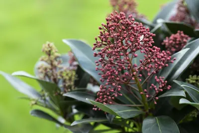 Skimmia japonica 'Rubella' (Skimmia 'Rubella') - afbeelding 21