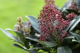 Skimmia japonica 'Rubella' (Skimmia 'Rubella') - afbeelding 21