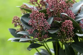 Skimmia japonica 'Rubella' (Skimmia 'Rubella') - afbeelding 22