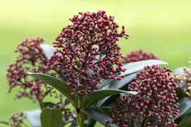 Skimmia japonica 'Rubella' (Skimmia 'Rubella') - afbeelding 23