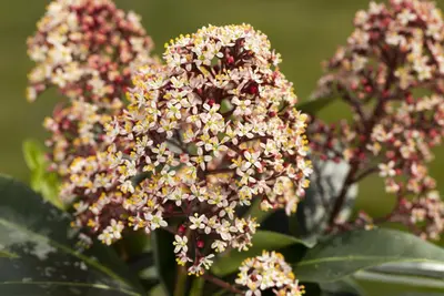 Skimmia japonica 'Rubella' (Skimmia 'Rubella') - afbeelding 25