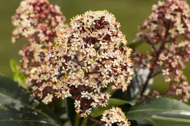 Skimmia japonica 'Rubella' (Skimmia 'Rubella') - afbeelding 25