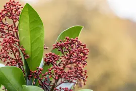 Skimmia japonica 'Rubella' (Skimmia 'Rubella') - afbeelding 29