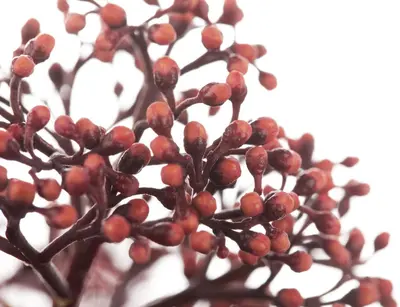 Skimmia japonica 'Rubella' (Skimmia 'Rubella') - afbeelding 7
